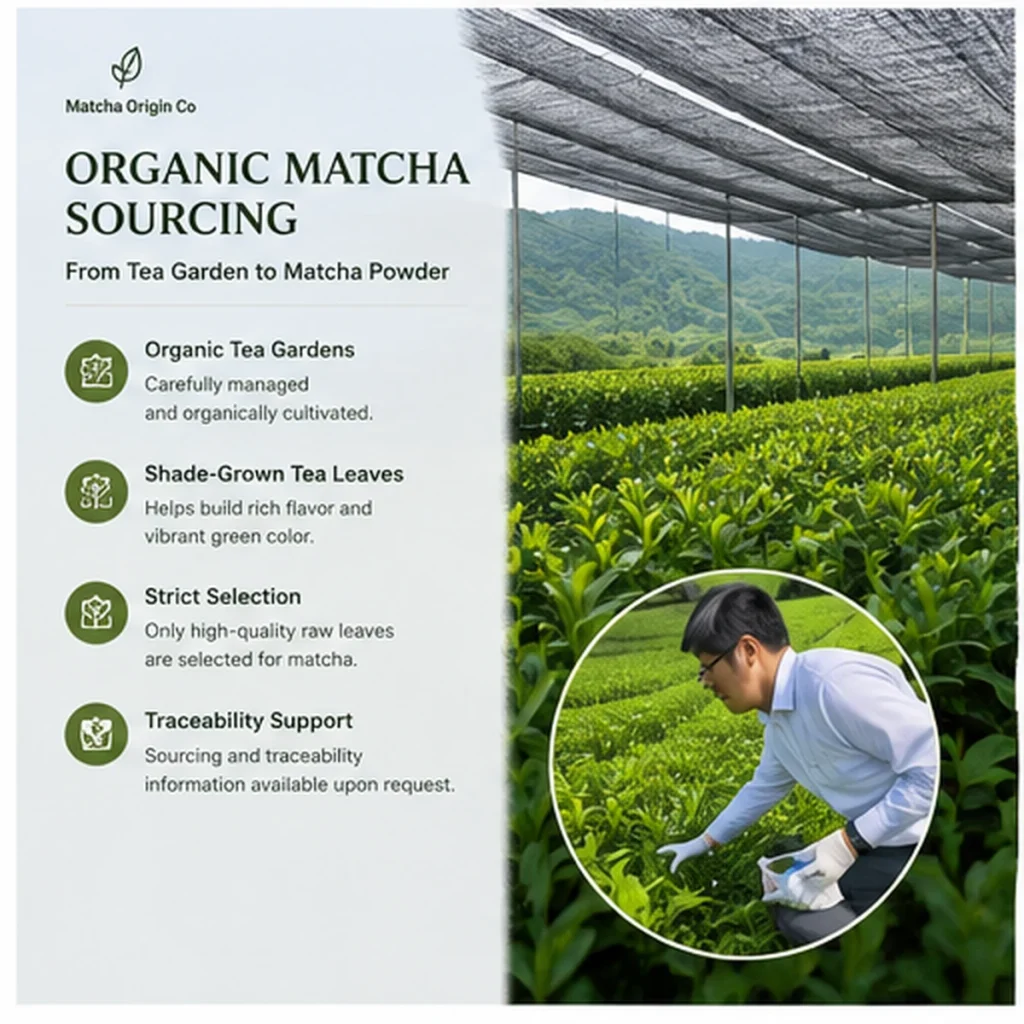 Finished Cup for Organic Ceremonial Matcha Powder