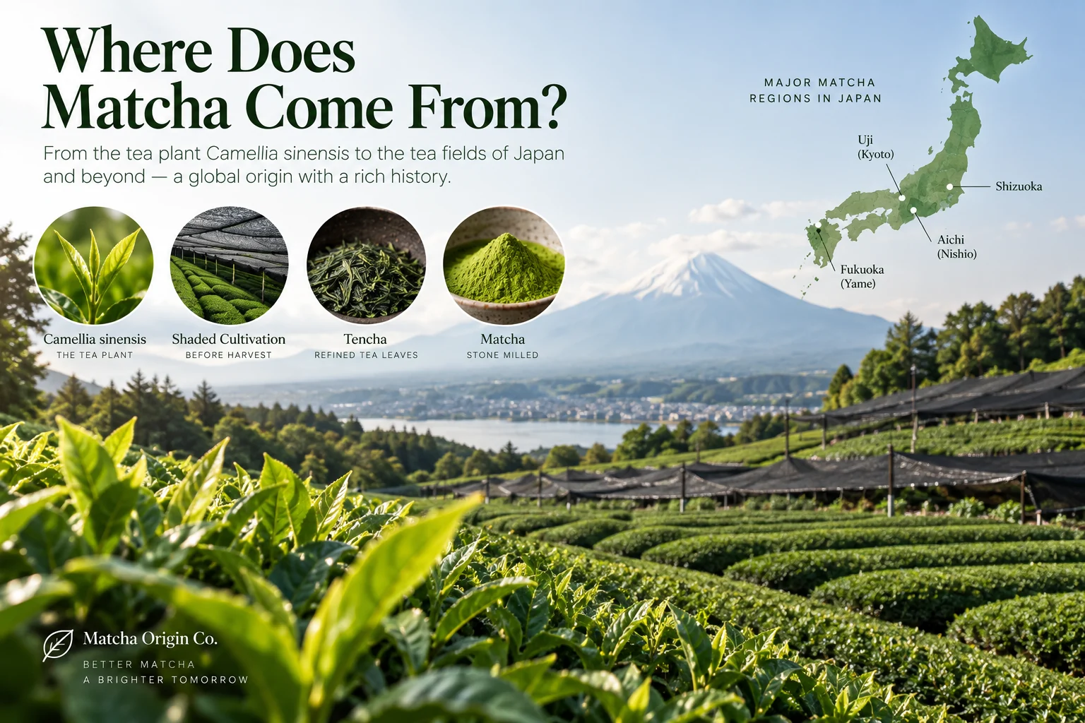 Where matcha comes from, showing tea-growing regions and the journey from tea leaves to matcha powder